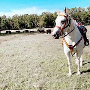 Meet your Posher, Morgan